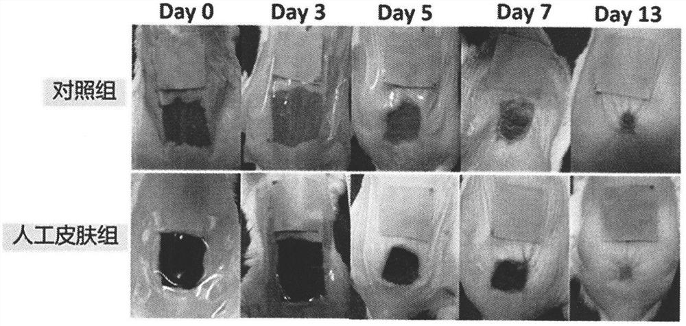 Preparation method of artificial skin with controllable drug release