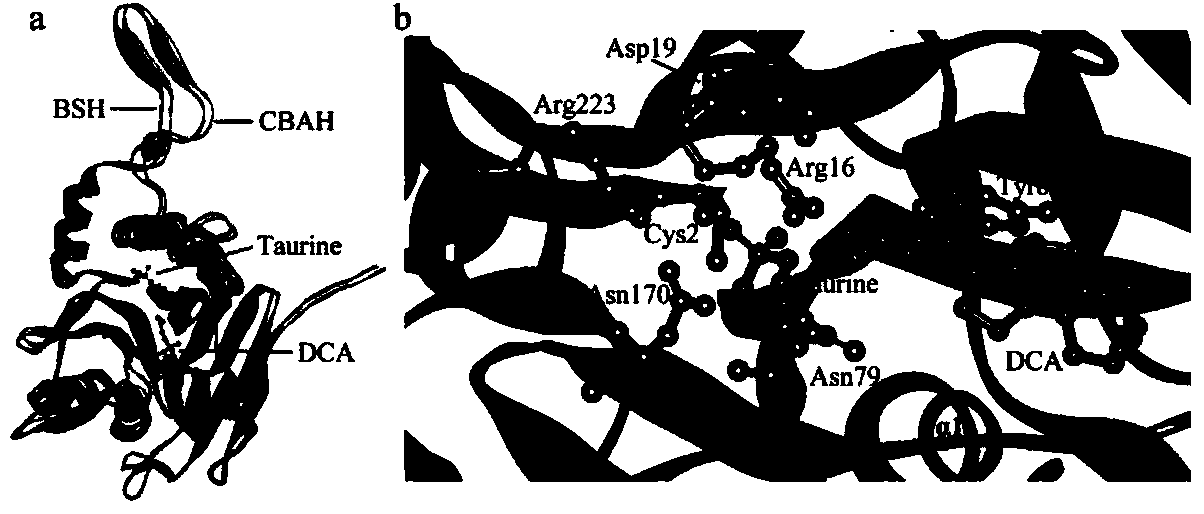 Bile salt hydrolase (BSH) mutant and use thereof