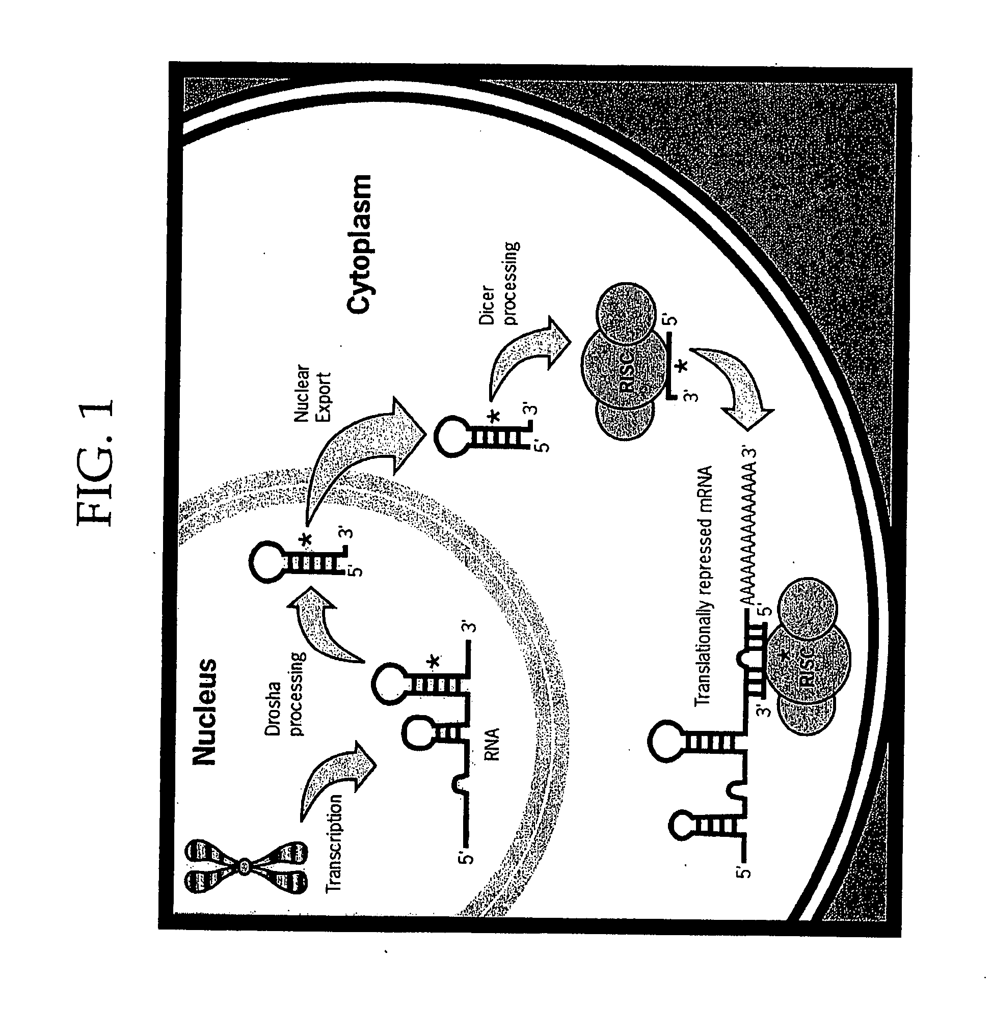 Methods and Compositions Involving microRNA