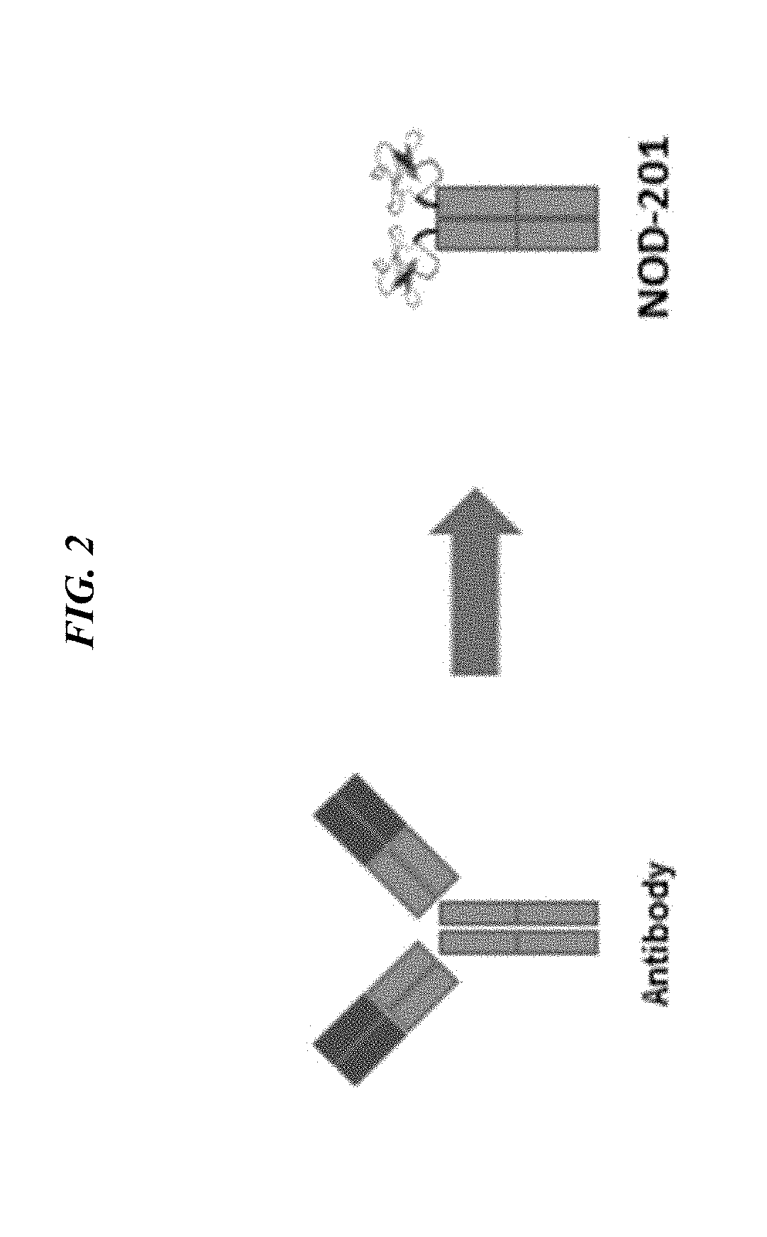 Combination tumor treatment with an integrin-binding-fc fusion protein and immune modulator