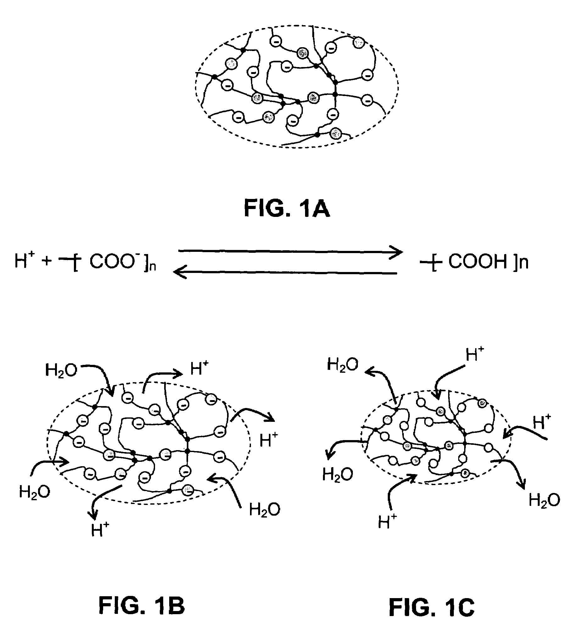 Optical fiber pH sensor