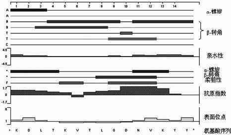 Transient receptor potential channel-6 (TRPC6) antigen polypeptide and anti-TRPC6 monoclonal antibody