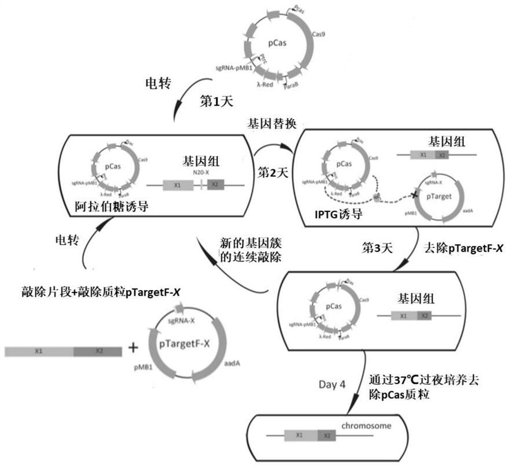 Escherichia coli for synthesizing monophosphate lipoid A containing only three fatty acid chains