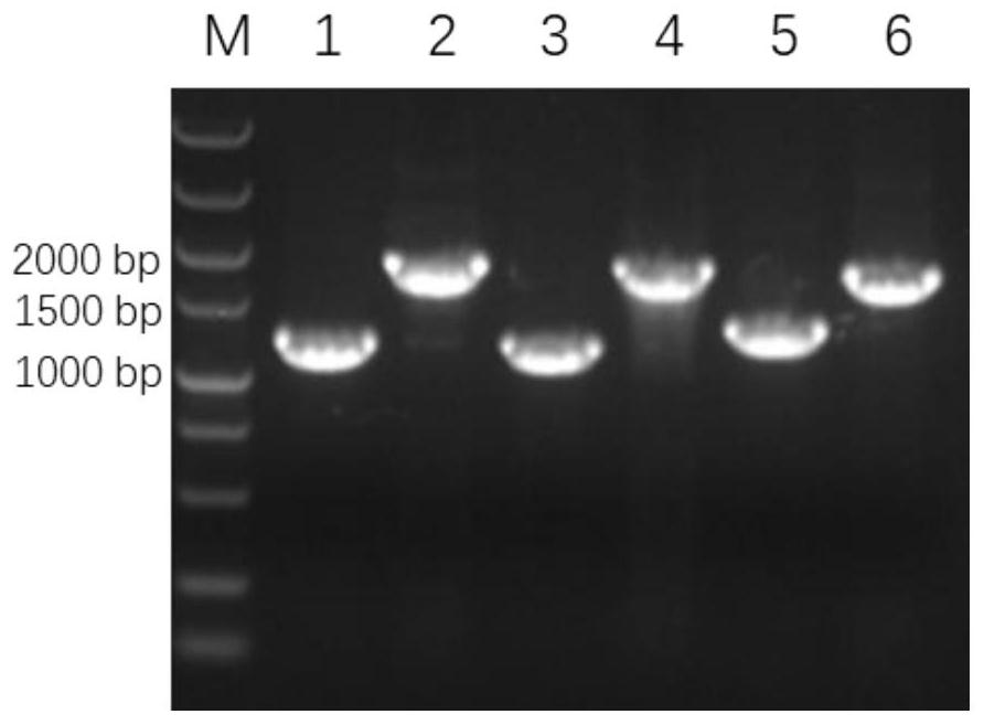 Escherichia coli for synthesizing monophosphate lipoid A containing only three fatty acid chains