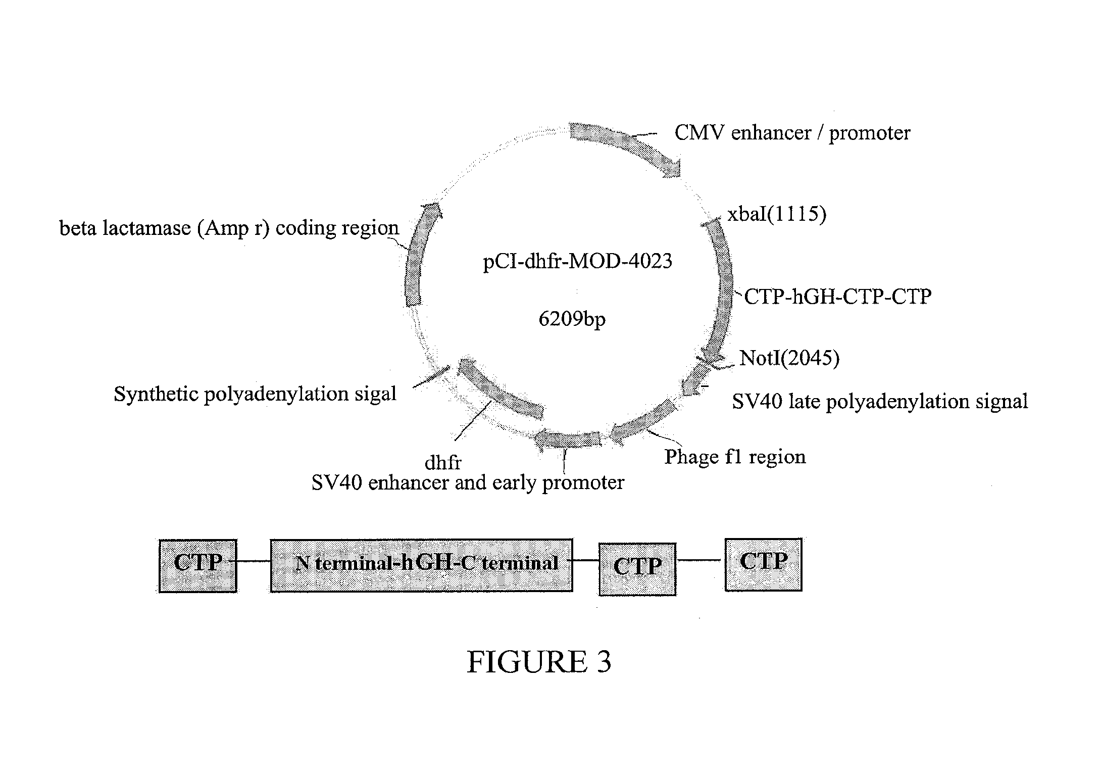 Long-acting growth hormone and methods of producing same