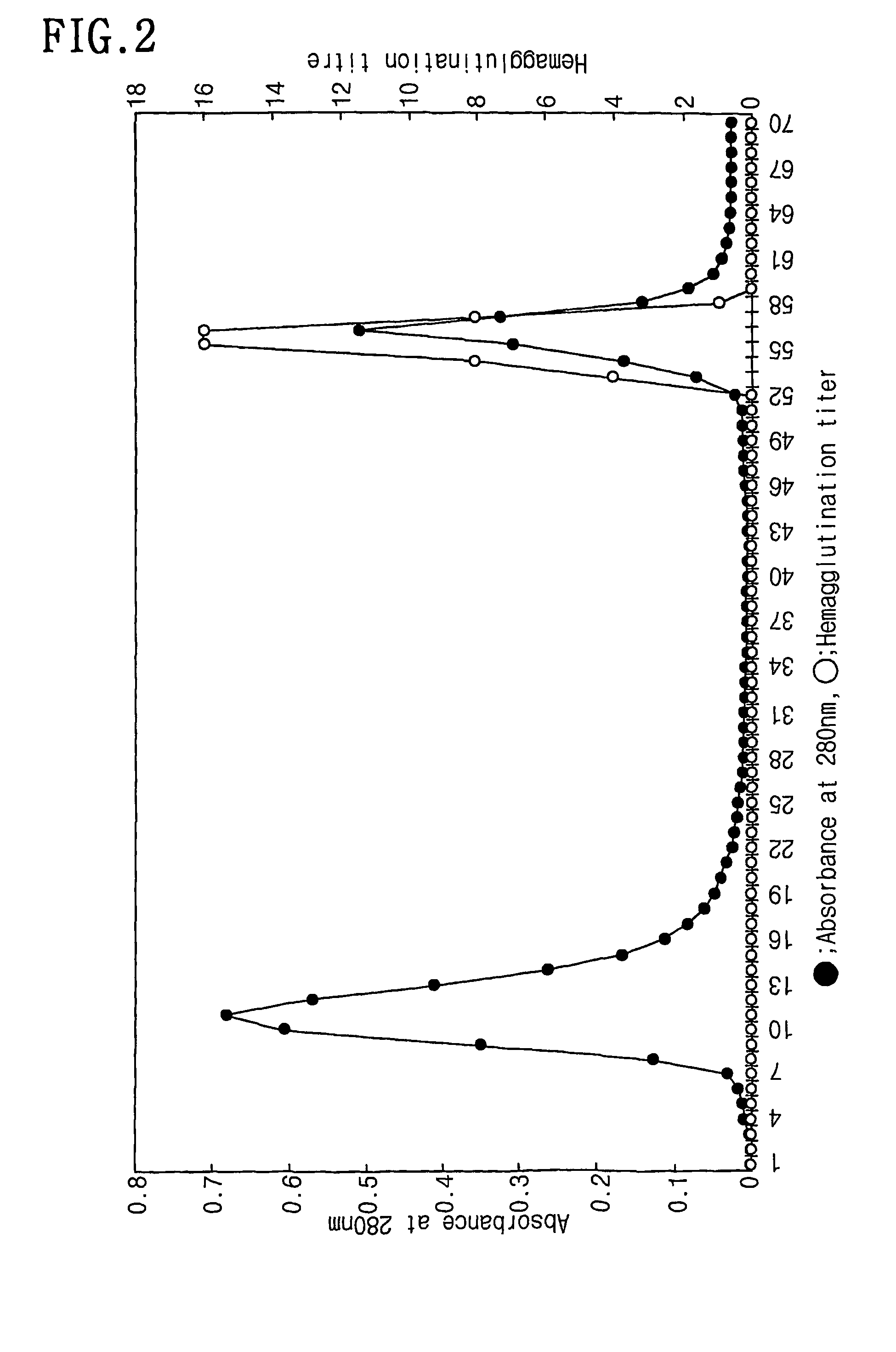 Lectin protein prepared from <i>Maackia fauriei</i>, process for preparing the same and the use thereof