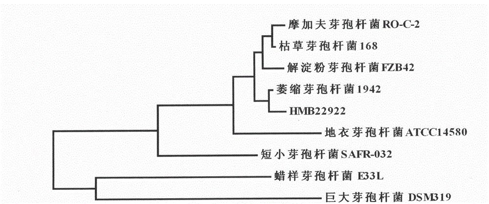 Bacillus atrophaeus for prevention and control of cotton boll blight, and microbial agent thereof