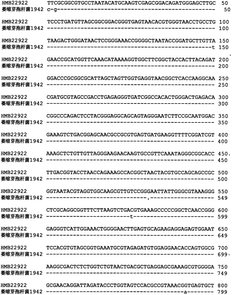 Bacillus atrophaeus for prevention and control of cotton boll blight, and microbial agent thereof