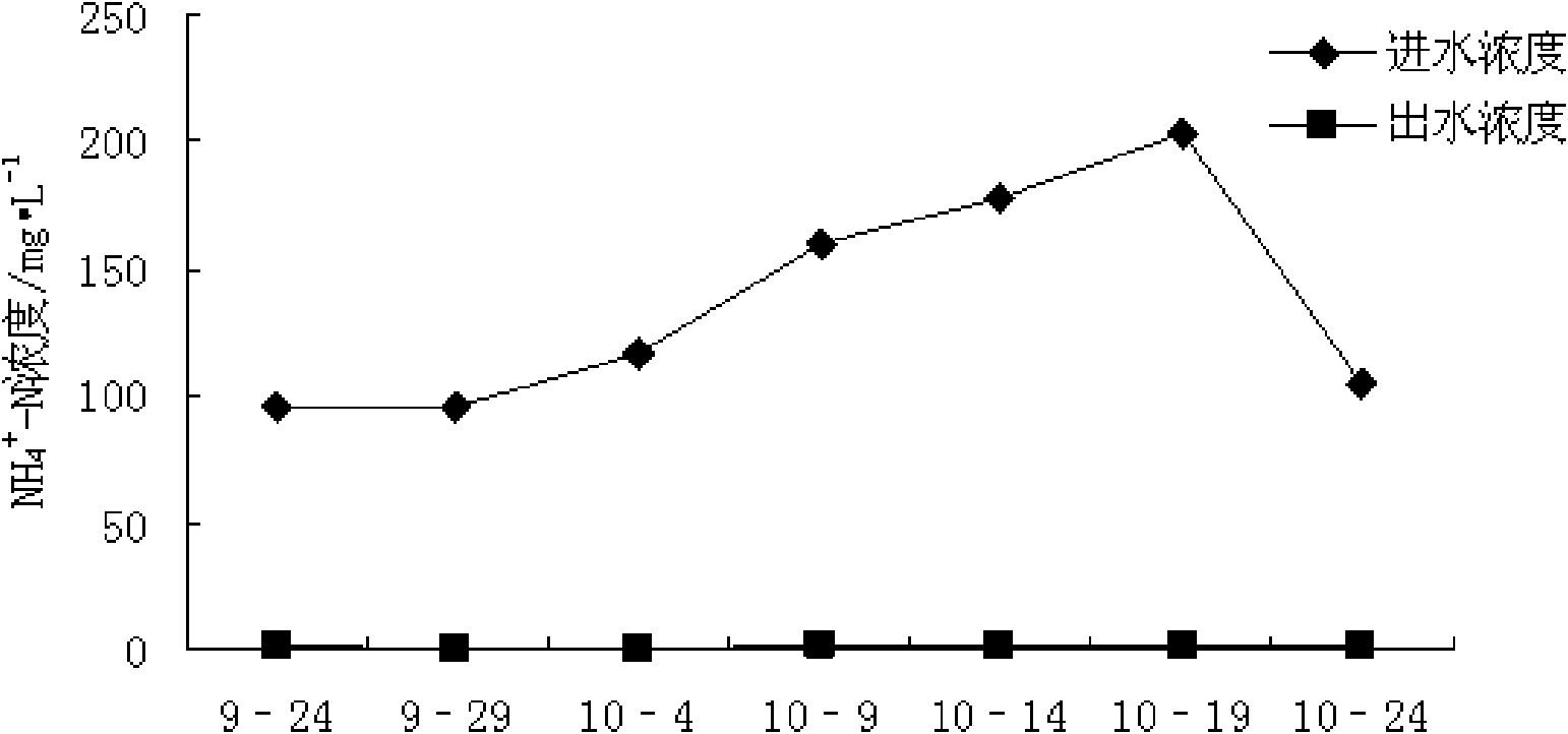 Application of Ranunculus sieboldii in treating livestock and poultry cultivation wastewater