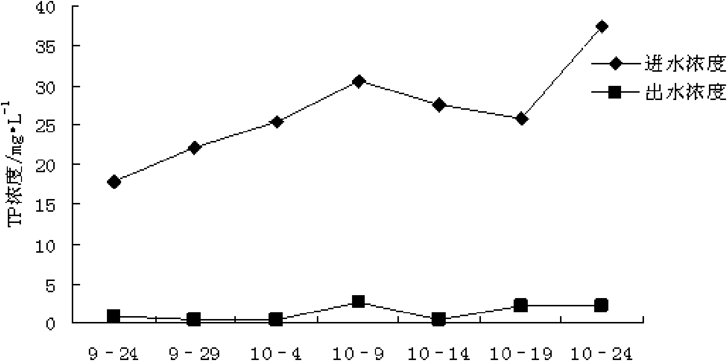 Application of Ranunculus sieboldii in treating livestock and poultry cultivation wastewater