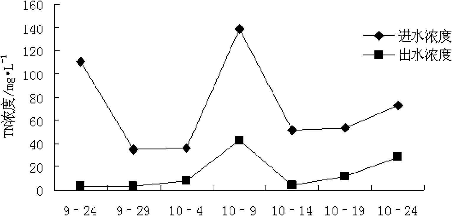 Application of Ranunculus sieboldii in treating livestock and poultry cultivation wastewater