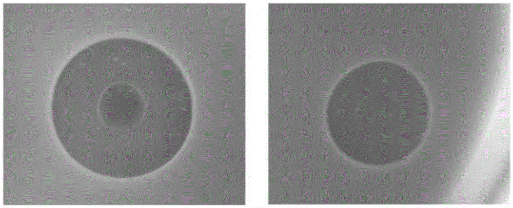 Antimicrobial peptide XYZ-1 and application thereof