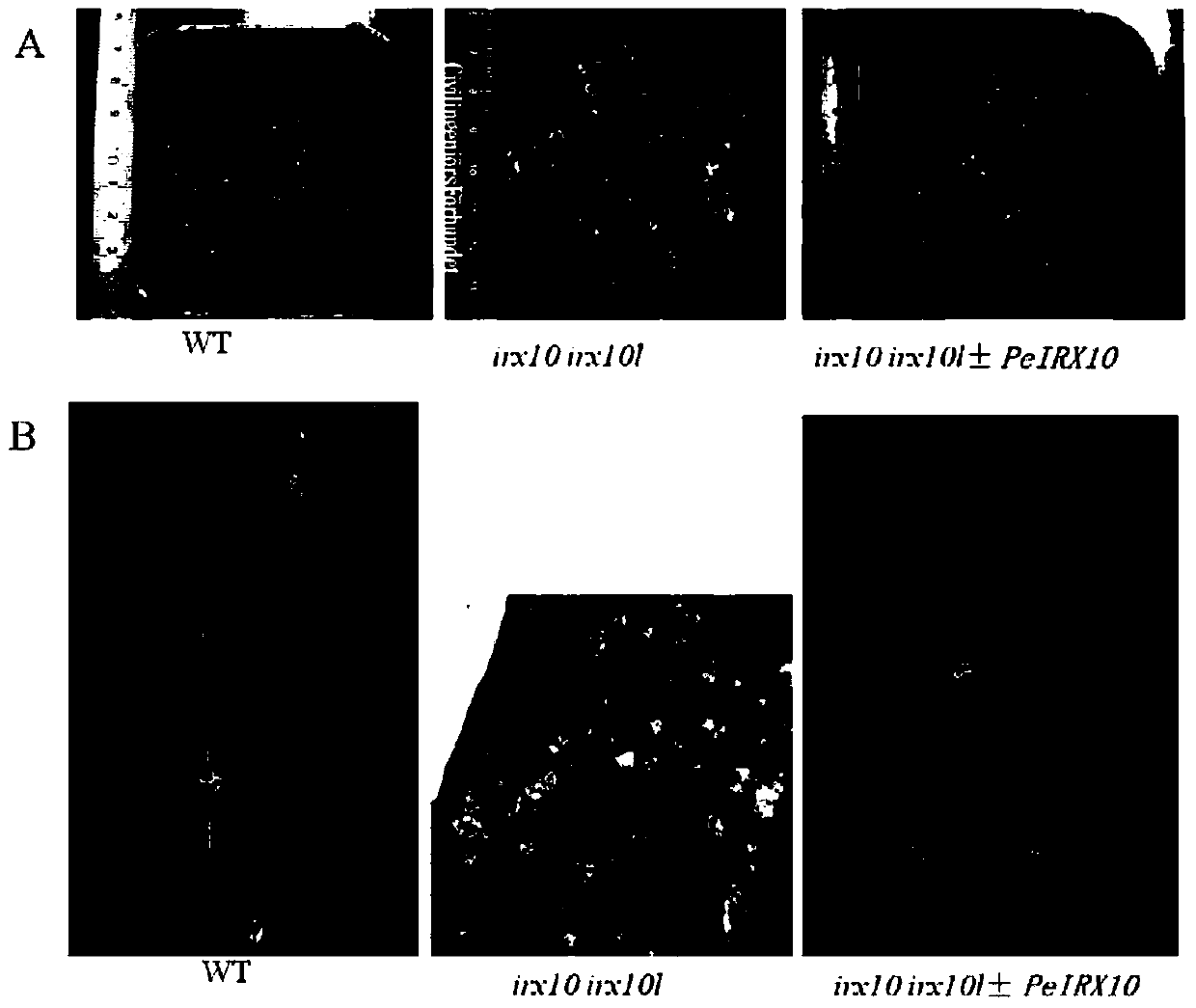 Cloning and application of a key gene peirx10 for xylan synthesis of moso bamboo