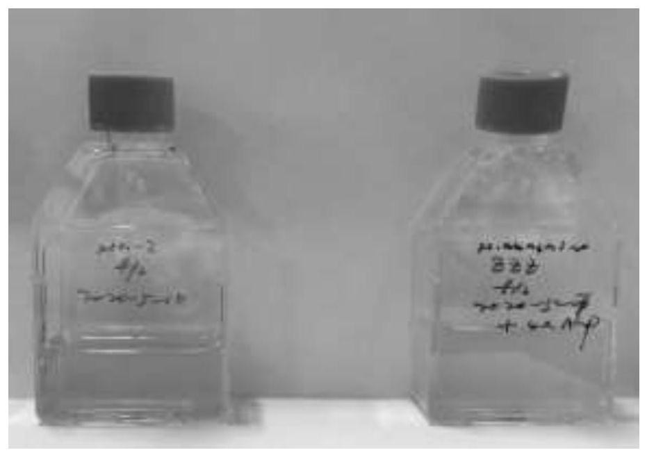 Sterile treatment method of heterosigma akashiwo