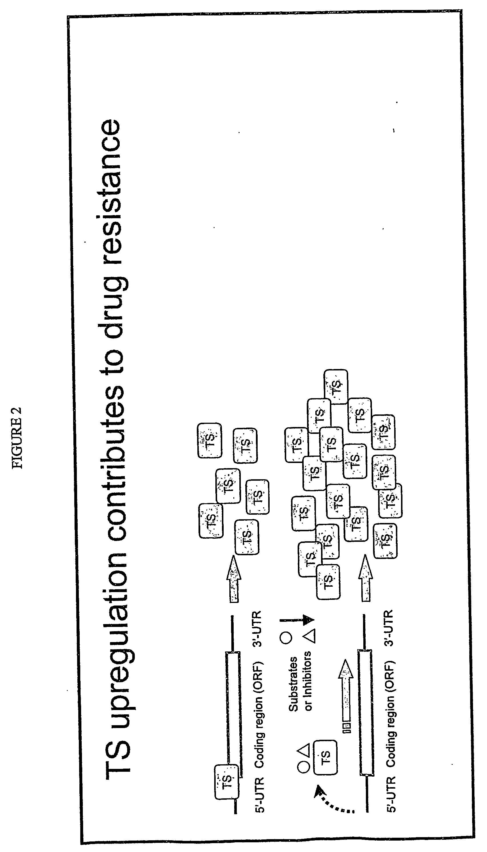 Antisense oligonucleotides for identifying drug targets and enhancing cancer therapies