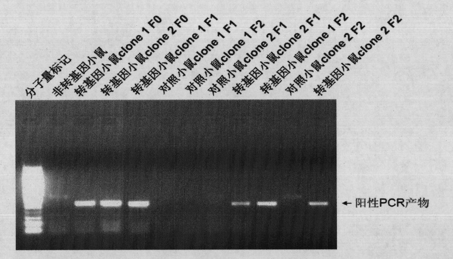 Construction method for transgene mouse model of overexpressing Rps23r1 gene