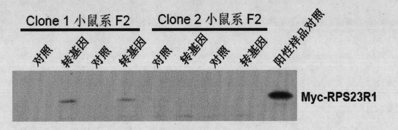 Construction method for transgene mouse model of overexpressing Rps23r1 gene