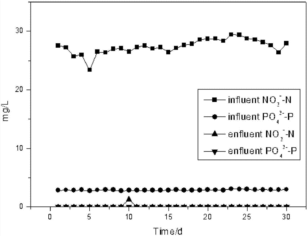 Siderite/sulfur biofilter tank and method for simultaneous removal of nitrogen and phosphorus in water by using same