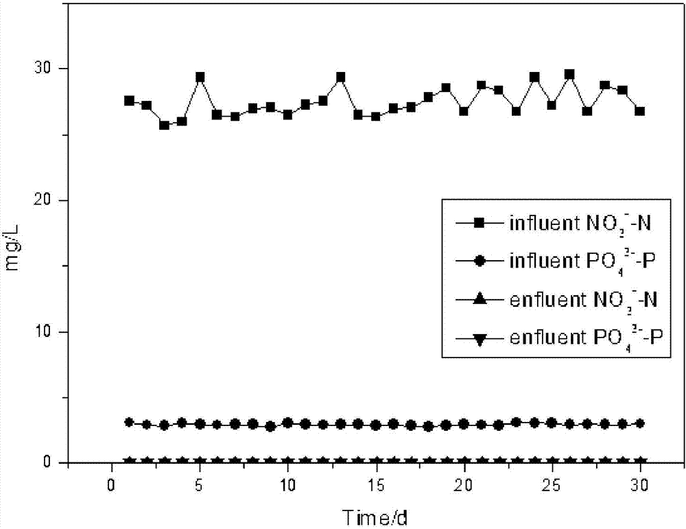 Siderite/sulfur biofilter tank and method for simultaneous removal of nitrogen and phosphorus in water by using same