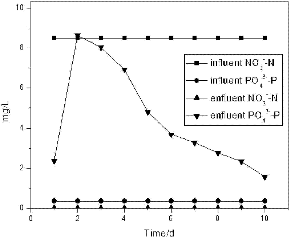 Siderite/sulfur biofilter tank and method for simultaneous removal of nitrogen and phosphorus in water by using same