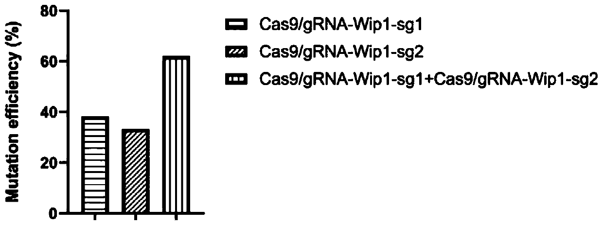 Complete set of sgRNA for specifically recognizing pig Wip1 gene as well as application thereof and product