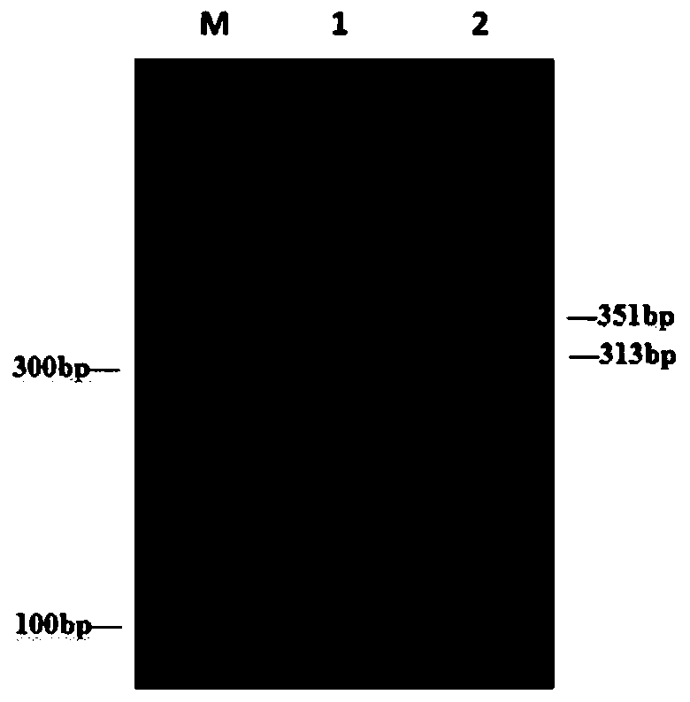 Complete set of sgRNA for specifically recognizing pig Wip1 gene as well as application thereof and product