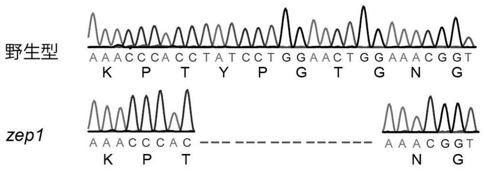 Phaeodactylum tricornutum ZEP1 gene, protein and application