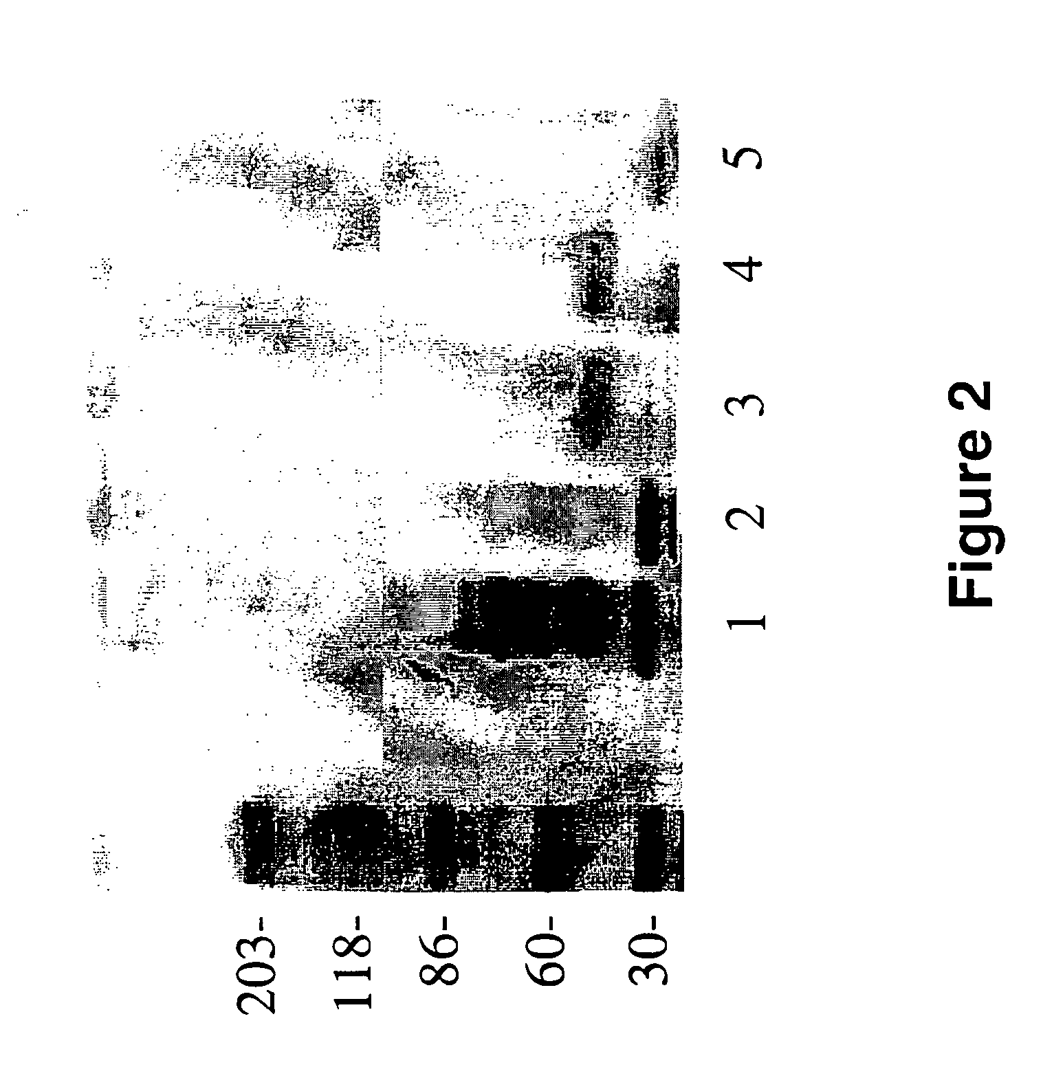 Peptides for the treatment of Alzheimer's disease and other beta-amyloid protein fibrillogenesis disorders