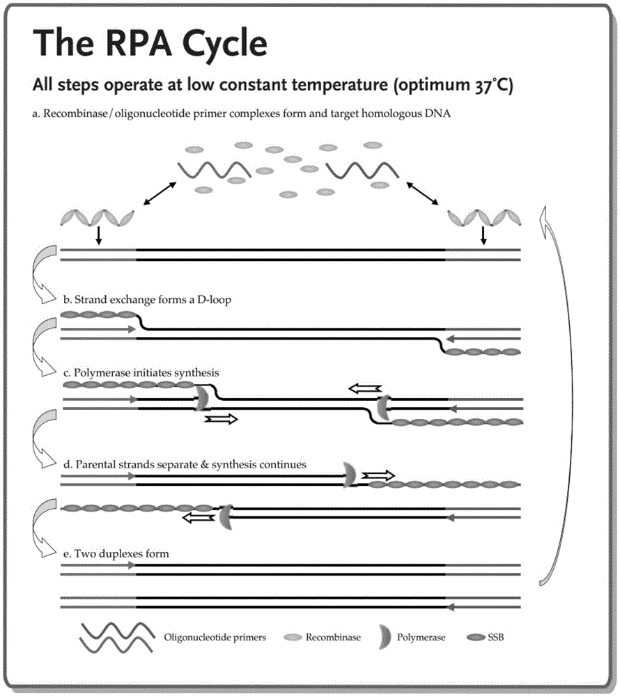 Histoplasma capsulatum infectious molecular diagnosis reagent kit based on recombinase and polymerase amplification technological principle and application thereof