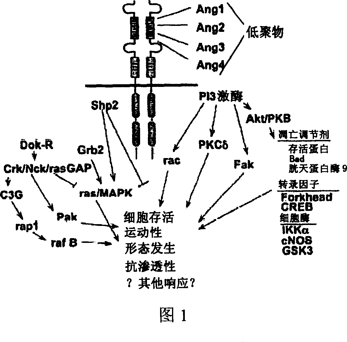 Sulfonamido-macrocycles as tie2 inhibitors