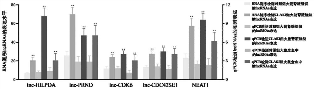 Application of long-chain non-coding RNA as biomarker to diagnosis of contrast-induced acute kidney injury (CI-AKI)