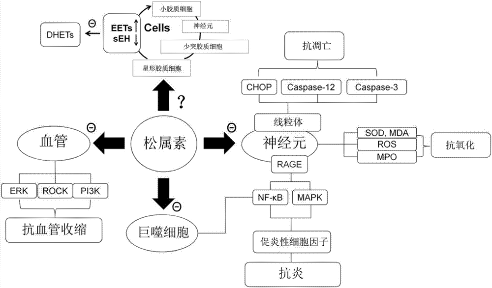 Application of pinocembrin to preparation of medicines for treating demyelination diseases