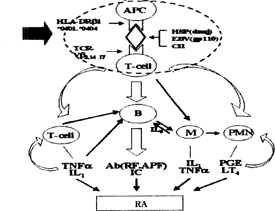 Therapeutic effect of type II collagen allosteric peptide for treating rheumatoid arthritis