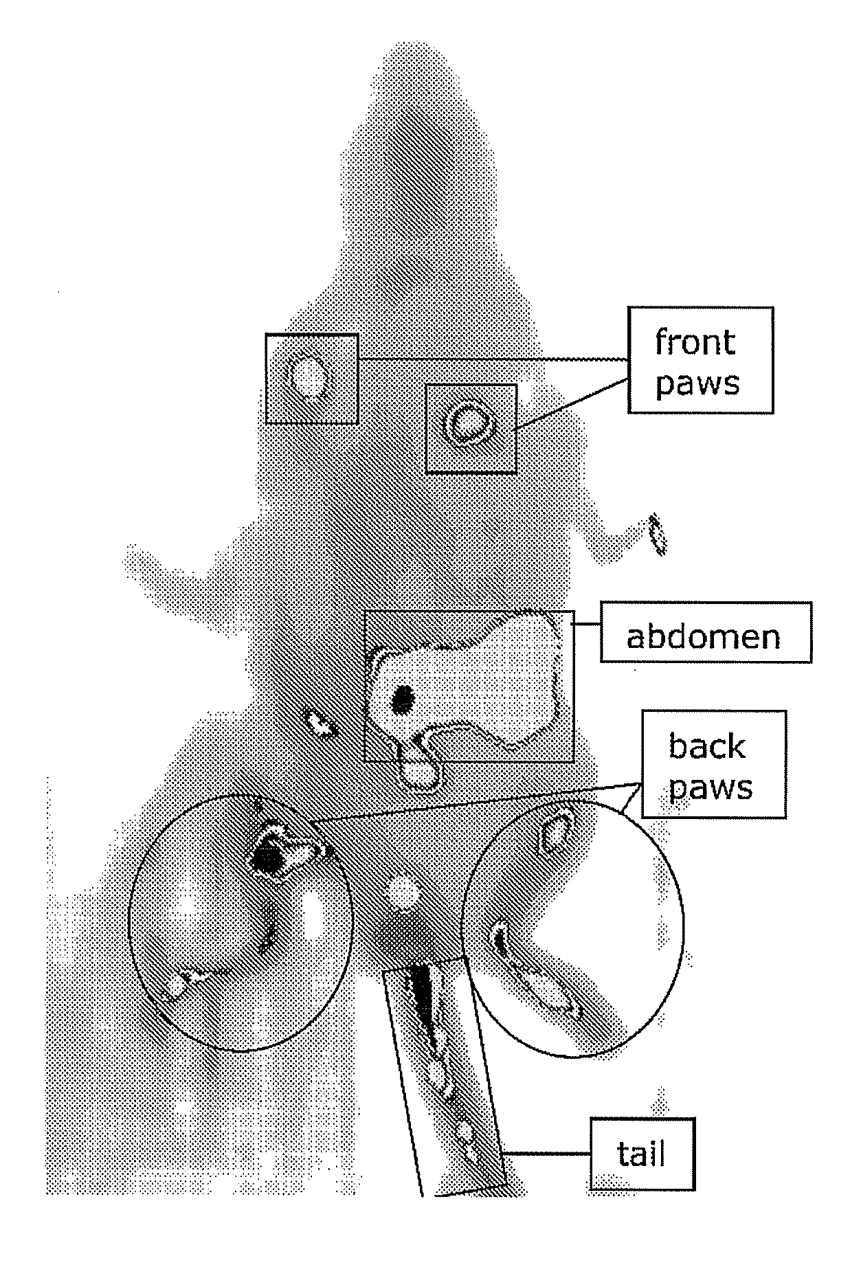 Molecules for targeting compounds to various selected organs or tissues