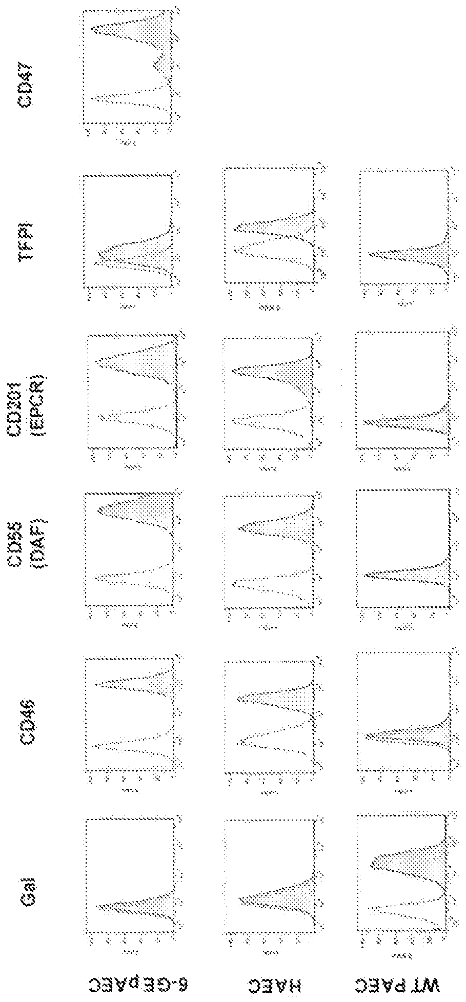 Multi-transgenic pig for xenotransplantation