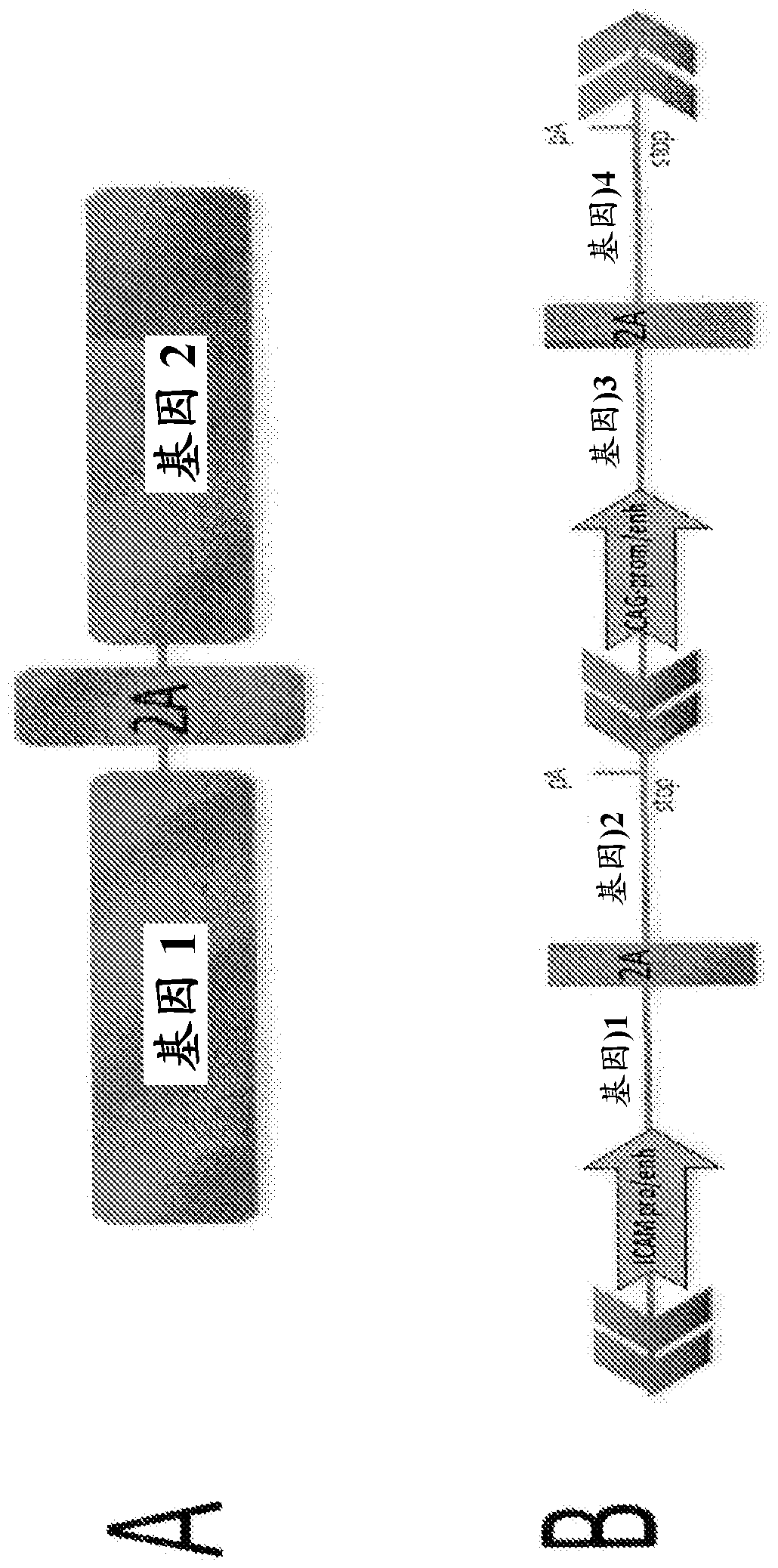 Multi-transgenic pig for xenotransplantation