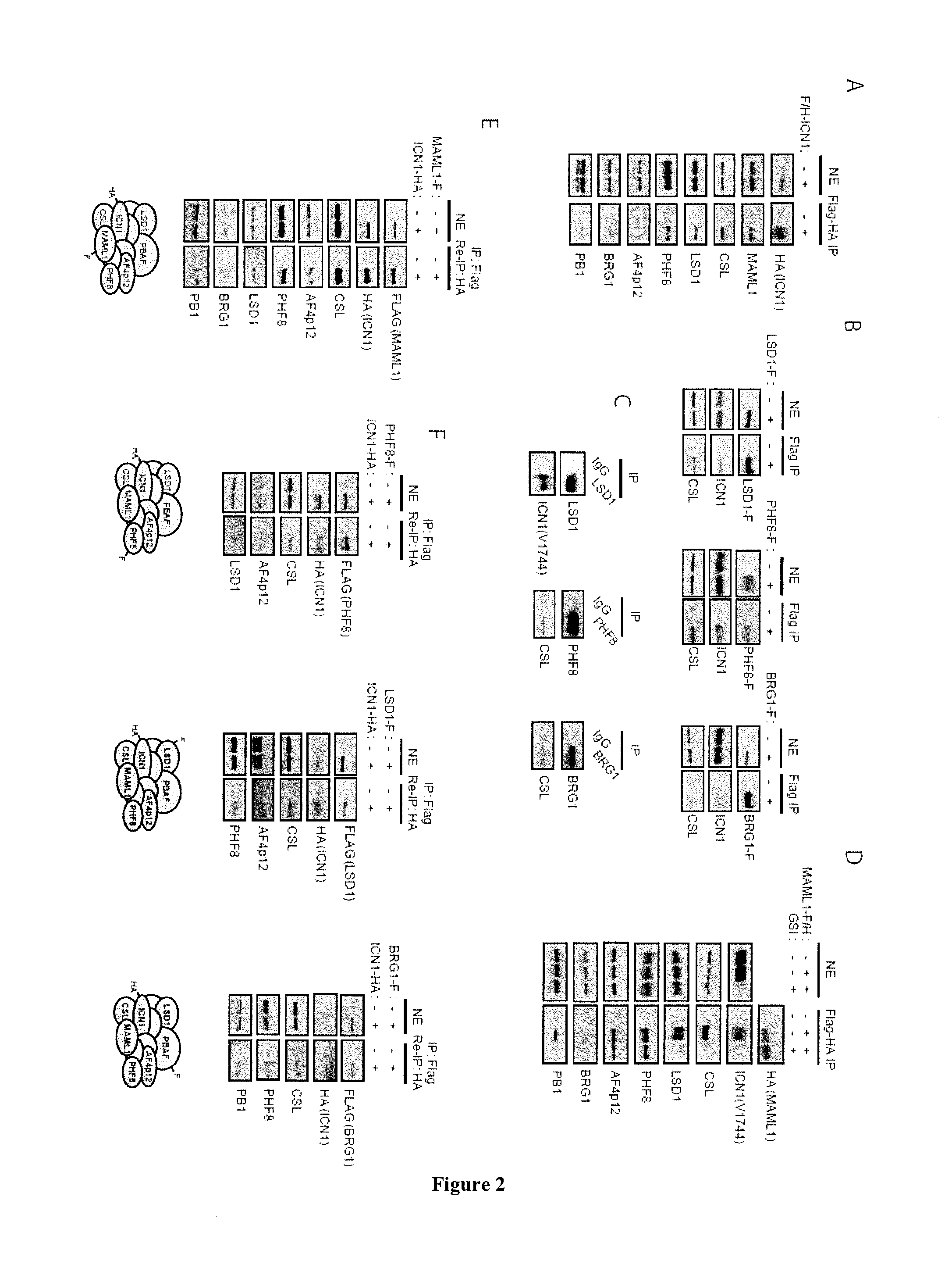 Method for Screening a Compound Capable of Inhibiting the Notch1 Transcriptional Activity