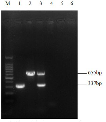 Pepper vein mottle virus multi-gene joint detection and identification method