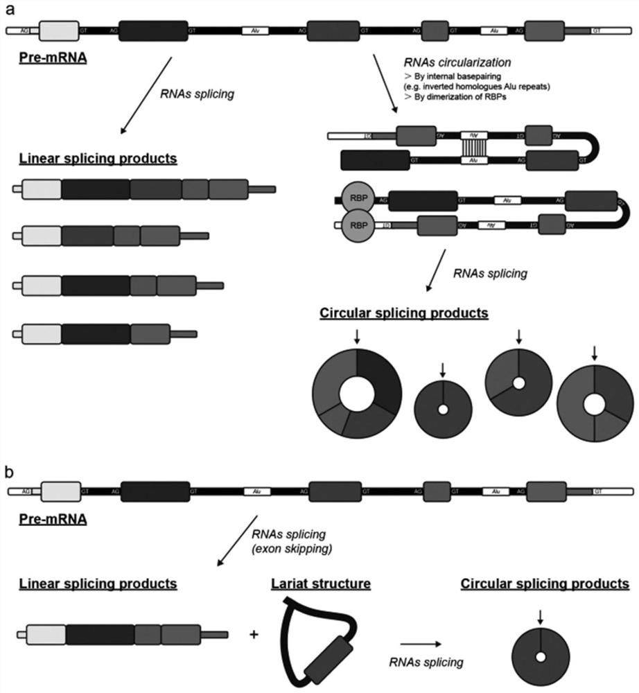 Application of hsa_circCNOT6_008 in diagnosis of steroid-induced femoral head necrosis