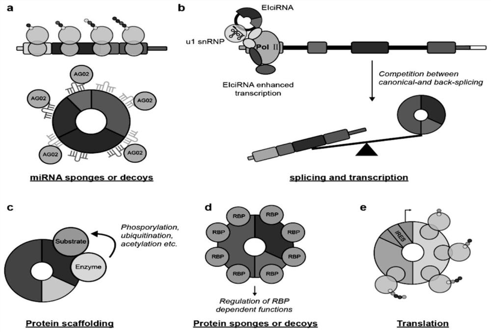 Application of hsa_circCNOT6_008 in diagnosis of steroid-induced femoral head necrosis