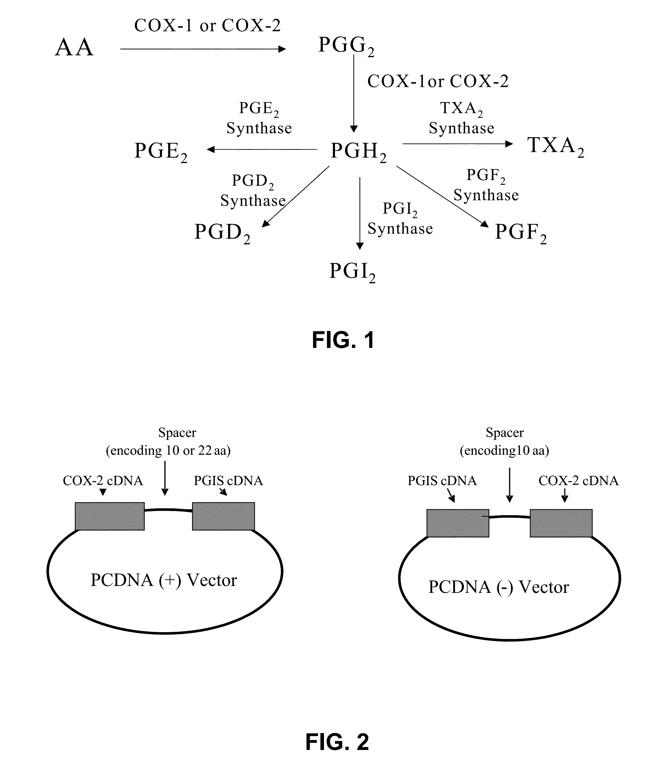 Hybrid protein that converts arachidonic acid into prostacyclin