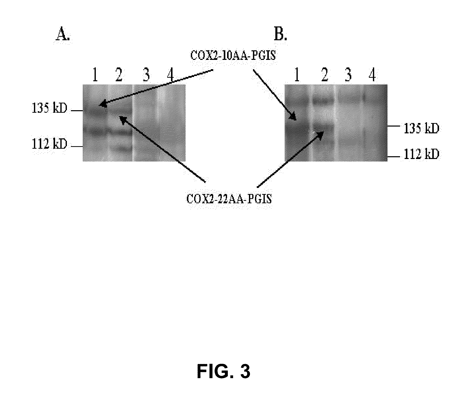 Hybrid protein that converts arachidonic acid into prostacyclin