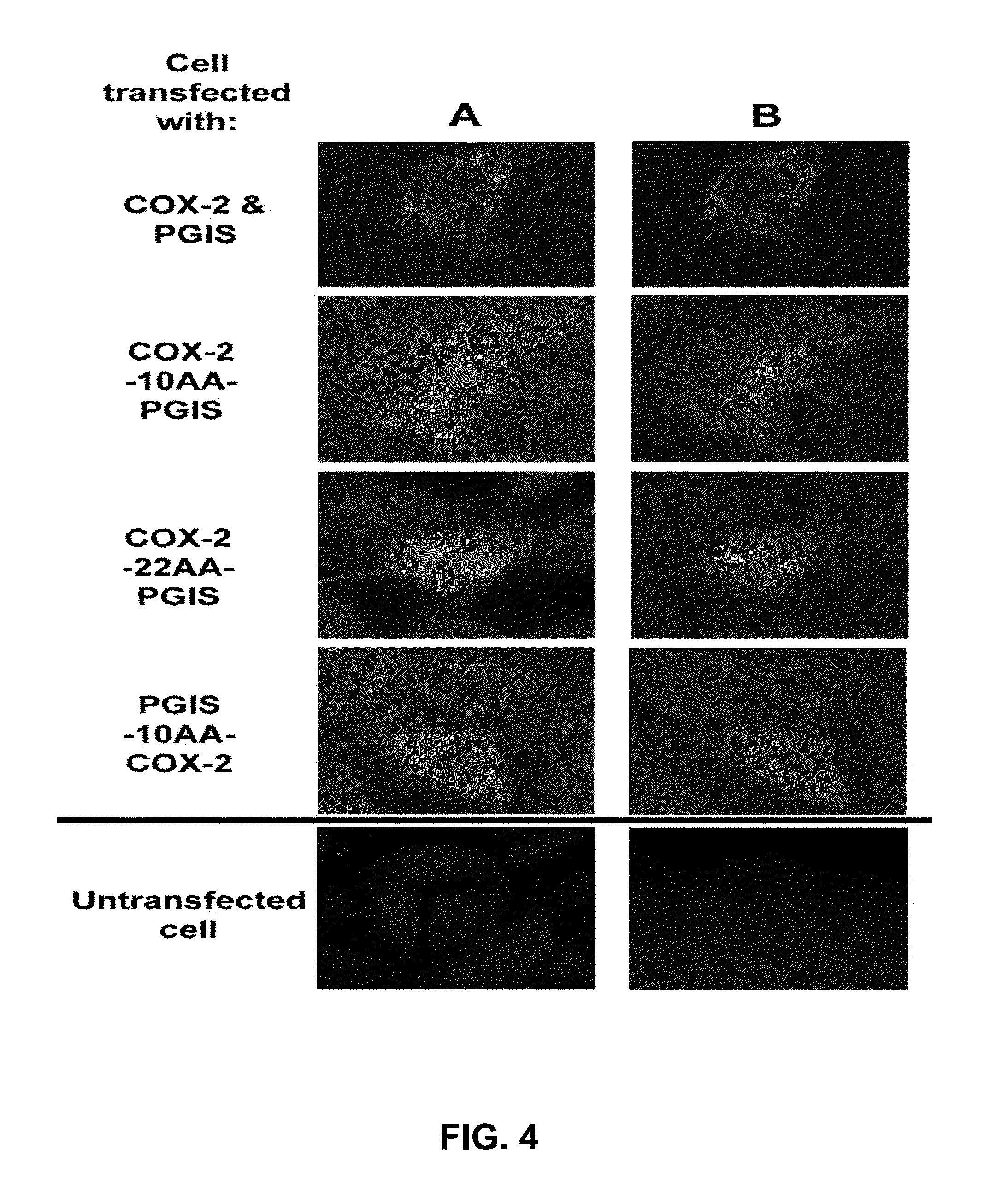 Hybrid protein that converts arachidonic acid into prostacyclin