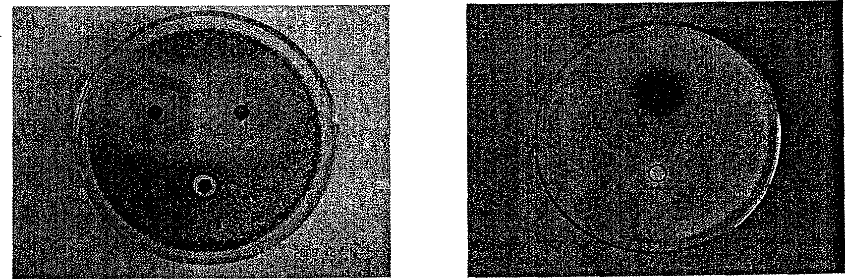 Method for preparing natural anthraquinone pigments using bamboo parasitic fungus fermentation