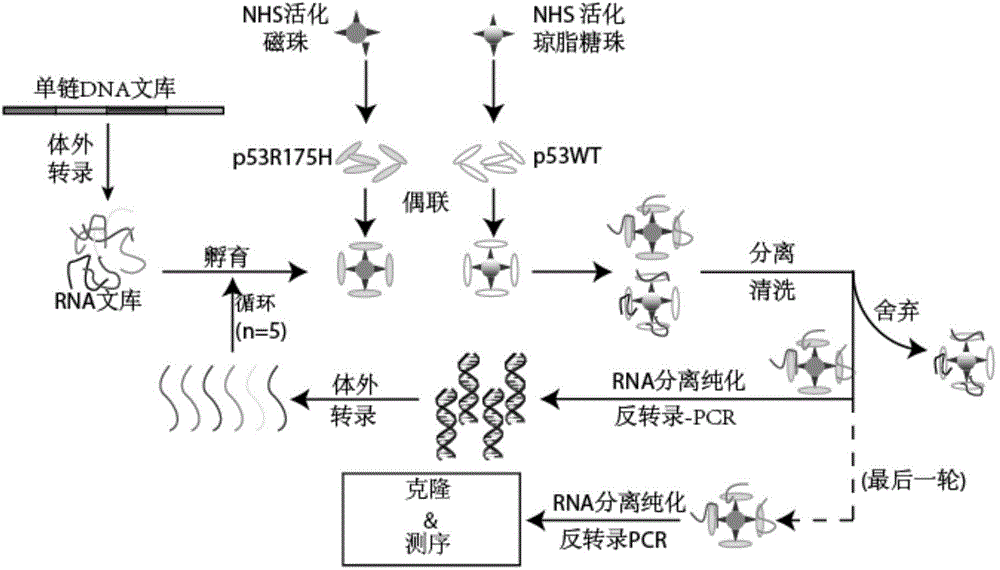 P53R175H specific nucleic acid aptamer and screening method and use thereof