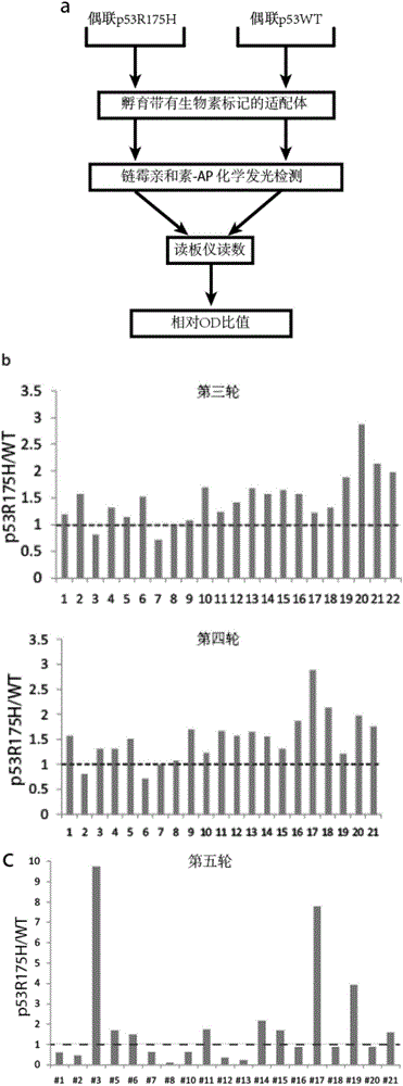 P53R175H specific nucleic acid aptamer and screening method and use thereof