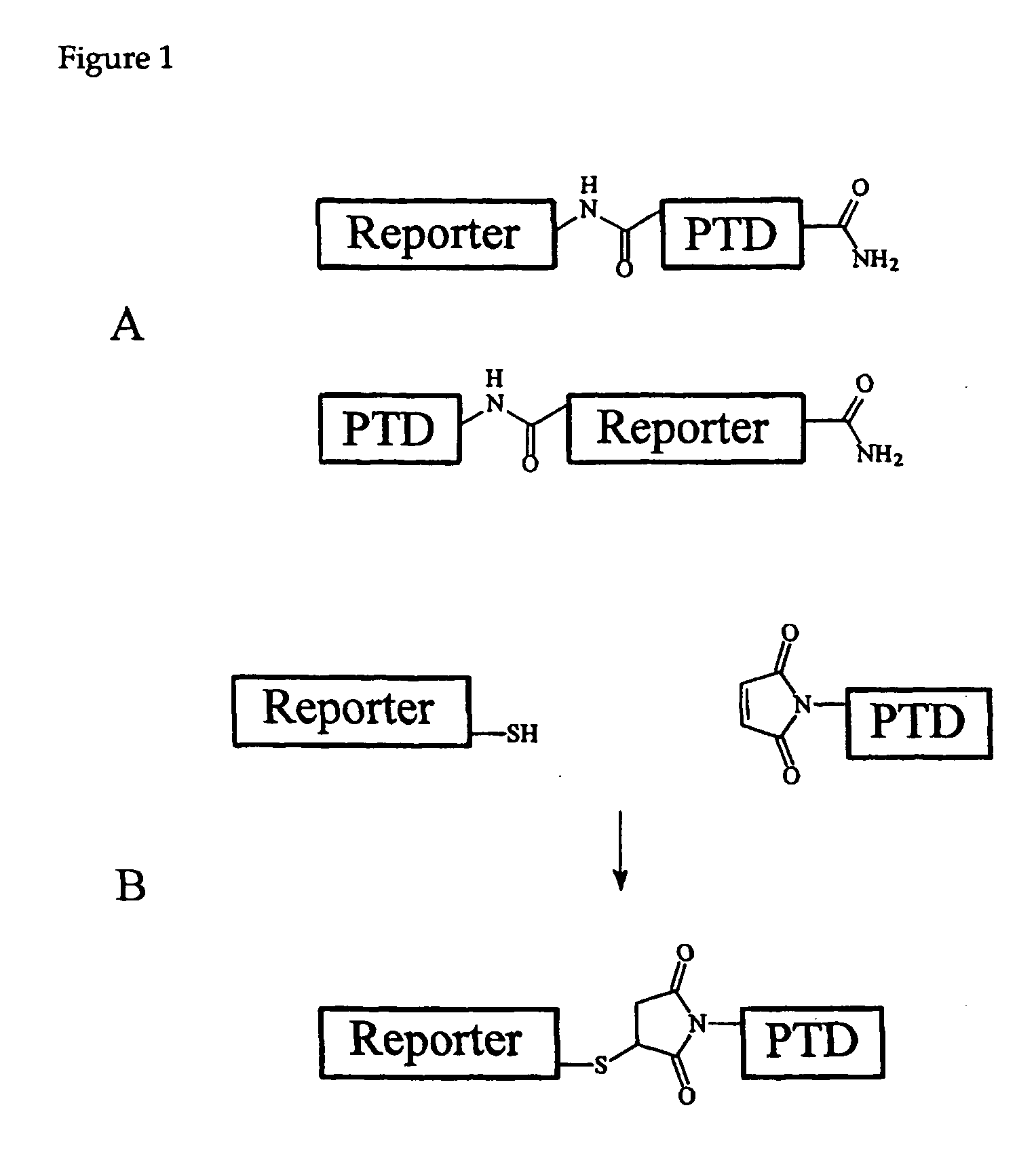 Cell-permeable enzyme activation reporter that can be loaded in a high throughput and gentle manner