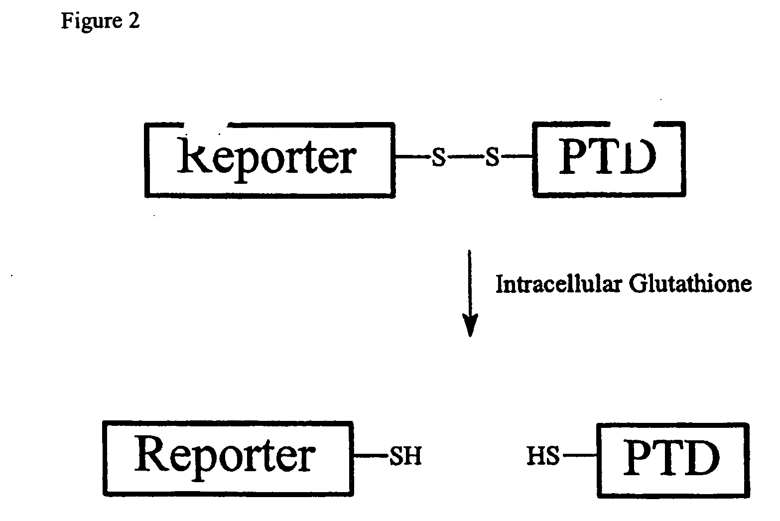 Cell-permeable enzyme activation reporter that can be loaded in a high throughput and gentle manner