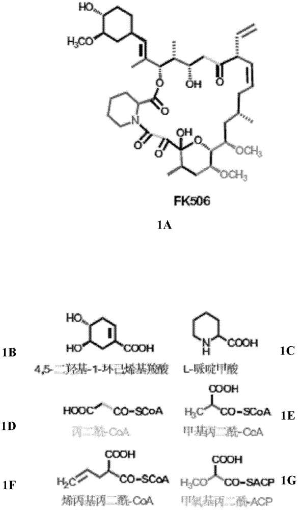 Method for constructing gene engineering FK506 high-producing strain and streptomyces tsukubaensis high-producing strain