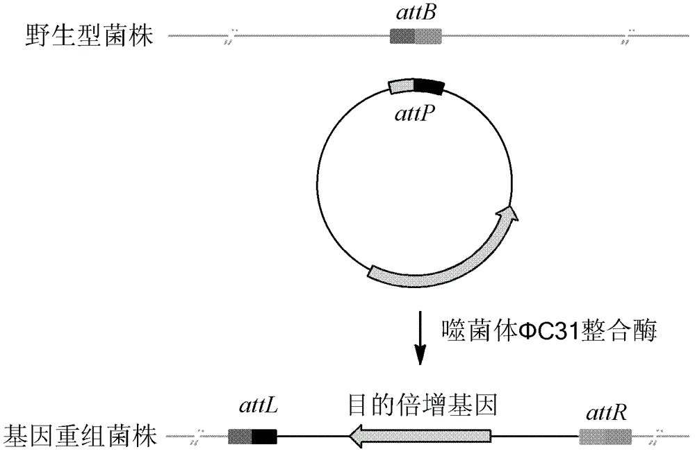 Method for constructing gene engineering FK506 high-producing strain and streptomyces tsukubaensis high-producing strain